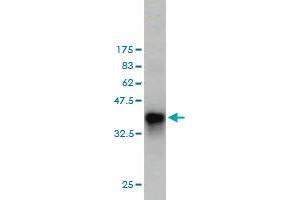 Western Blot detection against Immunogen (36.