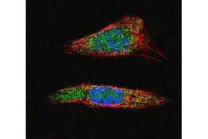Confocal immunofluorescent analysis of SUMO1 antibody with A375 cells followed by Alexa Fluor 488-conjugated goat anti-rabbit lgG (green). (SUMO1 antibody  (AA 1-30))
