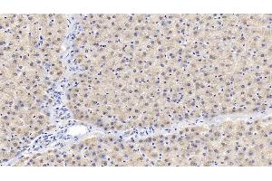 Detection of IGFBP2 in Porcine Liver Tissue using Polyclonal Antibody to Insulin Like Growth Factor Binding Protein 2 (IGFBP2) (IGFBP2 antibody  (AA 30-316))