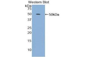 Western Blotting (WB) image for anti-Lipoprotein-Associated phospholipase A2 (Lp-PLA2) (AA 22-444) antibody (ABIN1859693) (PLA2G7 antibody  (AA 22-444))