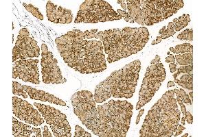 ABIN7094429 and ABIN7098477 at 1/100 staining Rat pancreatic tissue by IHC-P. (Elastase 3B antibody  (Internal Region))