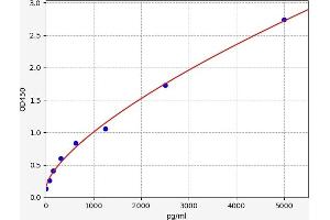 Chemokine (C-C Motif) Ligand 21 (CCL21) ELISA Kit