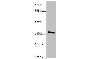 Western blot analysis of Mouse brain tissue, using POU4F3 antibody (1. (POU4F3 antibody  (AA 1-180))