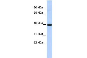 WB Suggested Anti-NMBR Antibody Titration: 0. (NMBR antibody  (N-Term))