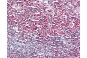 Anti-PPP1R10 / PNUTS antibody IHC staining of human tonsil. (PPP1R10 antibody  (AA 350-400))