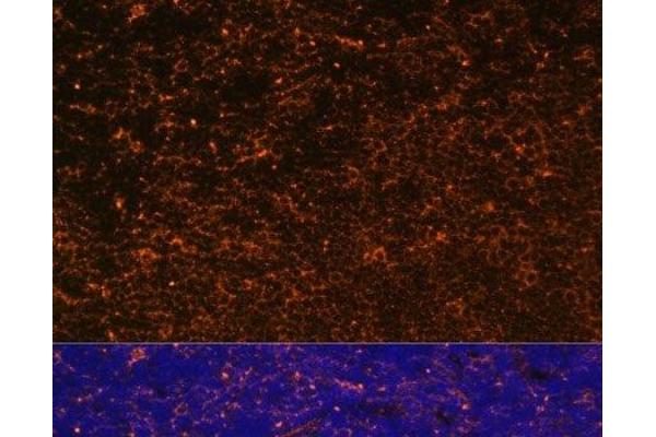 CD27 antibody