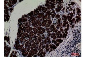 Immunohistochemistry (IHC) analysis of paraffin-embedded Human Pancreas, antibody was diluted at 1:100. (CD1e antibody  (C-Term))