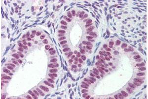Human Uterus (formalin-fixed, paraffin-embedded) stained with MORF4L1 antibody ABIN462283 followed by biotinylated anti-goat IgG secondary antibody ABIN481715, alkaline phosphatase-streptavidin and chromogen. (MORF4L1 antibody  (AA 2-14))