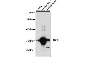 Western blot analysis of extracts of various cell lines, using FN3K antibody (ABIN6127909, ABIN6140728, ABIN6140729 and ABIN6217827) at 1:3000 dilution. (FN3K antibody  (AA 1-200))