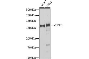 Western blot analysis of extracts of various cell lines, using VCPIP1 antibody (ABIN7271285) at 1:1000 dilution.