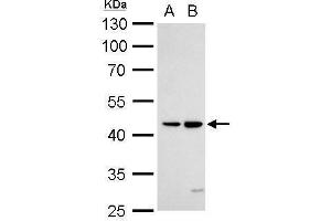 WB Image DR3 antibody detects TNFRSF25 protein by Western blot analysis.