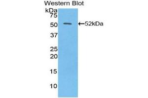 Western blot analysis of the recombinant protein. (IFNB1 antibody  (AA 22-187))