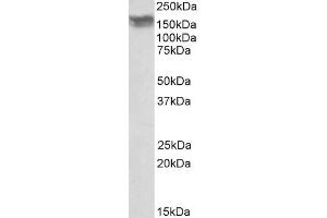 ABIN768541 (0. (CD56 antibody  (Internal Region))