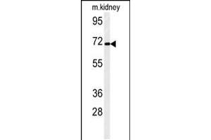 Western blot analysis of FA40B Antibody in mouse kidney tissue lysates (35ug/lane) (STRIP2 antibody  (N-Term))
