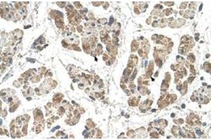 Immunohistochemical staining (Formalin-fixed paraffin-embedded sections) of human muscle with SSR2 polyclonal antibody  at 4-8 ug/mL working concentration. (SSR2 antibody  (N-Term))