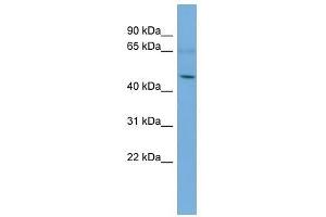Western Blot showing ASB3 antibody used at a concentration of 1-2 ug/ml to detect its target protein. (ASB3 antibody  (Middle Region))