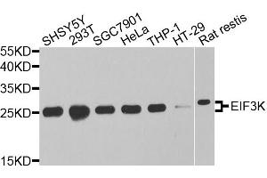 Western blot analysis of extracts of various cell lines, using EIF3K antibody. (EIF3K antibody)