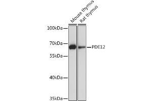 Western blot analysis of extracts of various cell lines, using PDE12 Rabbit pAb (ABIN7269299) at 1:1000 dilution. (PDE12 antibody  (AA 17-300))