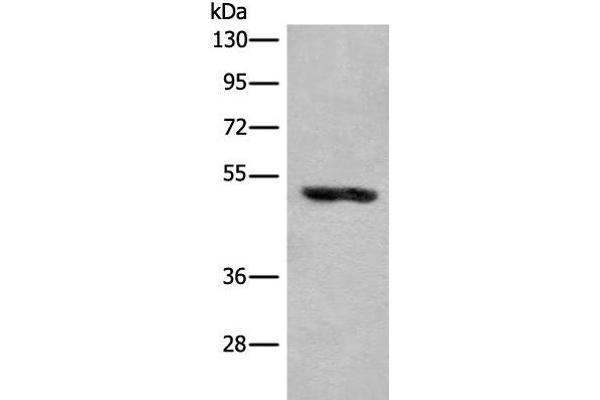 KLHDC2 抗体