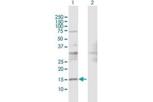 Western Blot analysis of SRP19 expression in transfected 293T cell line by SRP19 MaxPab polyclonal antibody. (SRP19 antibody  (AA 1-144))