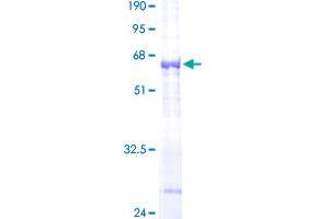 CTSO Protein (AA 24-321) (GST tag)