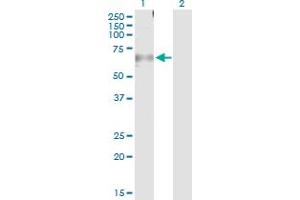 Western Blot analysis of CAMK2A expression in transfected 293T cell line by CAMK2A MaxPab polyclonal antibody. (CAMK2A antibody  (AA 1-478))