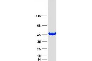 Validation with Western Blot