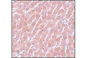 Immunohistochemistry of POU5F1 in rat liver tissue with this product at 5 µg/ml. (OCT4 antibody  (C-Term))