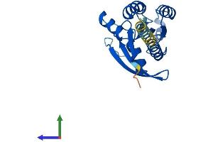 Protein Structure (PS) image for RAS-Like, Estrogen-Regulated, Growth Inhibitor (RERG) (AA 1-199) protein (His tag) (ABIN7559726)