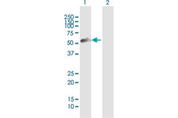 ZNF232 antibody  (AA 1-444)