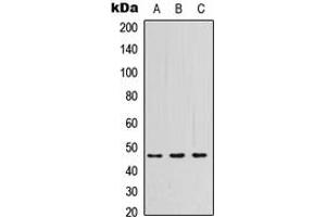 Western blot analysis of PSG3 expression in HEK293T (A), Raw264.