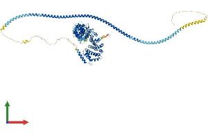 AlphaFold protein structure predicition of Mouse Recombinant Cip2a Protein, UniprotID Q8BWY9