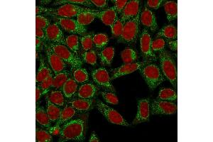 Confocal Immunofluorescence of HeLa cells using Podocalyxin Mouse Monoclonal Antibody (3D3) labeled with CF488 (Green); Reddot is used to label the nuclei. (PODXL antibody  (Extracellular Domain))