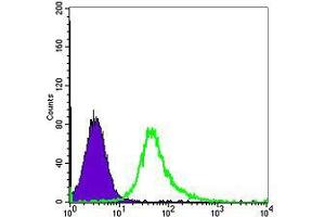 Flow cytometric analysis of Hela cells using ACTA2 mouse mAb (green) and negative control (purple). (Smooth Muscle Actin antibody)