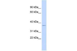 Western Blot showing DUSP12 antibody used at a concentration of 1-2 ug/ml to detect its target protein. (DUSP12 antibody  (N-Term))