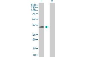Western Blot analysis of C20orf195 expression in transfected 293T cell line by C20orf195 MaxPab polyclonal antibody. (C20orf195 antibody  (AA 1-318))