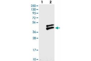 Western blot analysis of Lane 1: Negative control (vector only transfected HEK293T lysate), Lane 2: Over-expression Lysate (Co-expressed with a C-terminal myc-DDK tag (~3. (RWDD2B antibody)