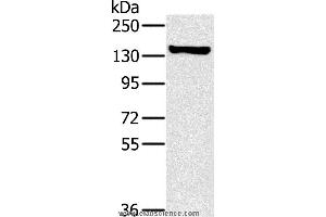 Western blot analysis of A172 cell, using PPP1R12A Polyclonal Antibody at dilution of 1:450 (PPP1R12A antibody)