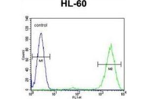 Flow cytometric analysis of HL-60 cells (right histogram) compared to a negative control cell (left histogram) using Prothymosin alpha  Antibody , followed by FITC-conjugated goat-anti-rabbit secondary antibodies. (PTMA antibody  (N-Term))