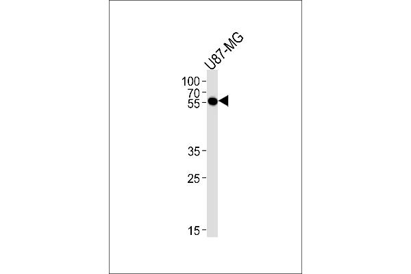 CMAS antibody  (C-Term)