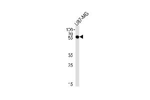 CS Antibody (C-term) (ABIN1881213 and ABIN2838442) western blot analysis in U87-MG cell line lysates (35 μg/lane). (CMAS antibody  (C-Term))