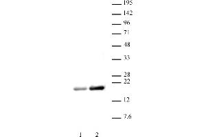 Histone H3ac (pan-acetyl) antibody (pAb) tested by Western blot. (Histone 3 antibody  (acLys))