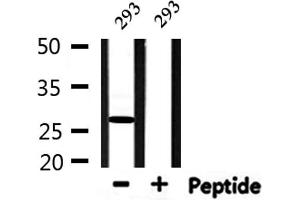 Western blot analysis of extracts from 293, using HMGB2 Antibody. (HMGB2 antibody  (Internal Region))