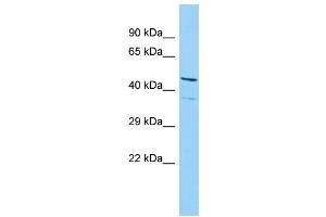 Host: Rabbit Target Name: ISG20L2 Sample Type: MCF7 Whole Cell lysates Antibody Dilution: 1. (ISG20L2 antibody  (N-Term))