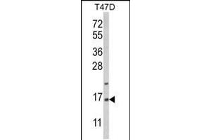 Western blot analysis of PEA-15 Antibody in T47D cell line lysates (35ug/lane) (PEA15 antibody  (C-Term))