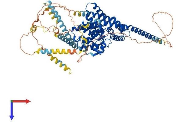 PDE1C Protein (AA 1-706) (His tag)
