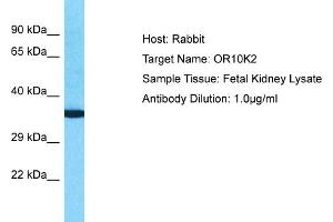 Host: Rabbit Target Name: OR10K2 Sample Type: Fetal Kidney lysates Antibody Dilution: 1. (Olfactory Receptor, Family 10, Subfamily K, Member 2 (OR10K2) (C-Term) antibody)