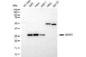 Western blotting analysis using REEP2 antibody (ABIN7800153). (REEP2 antibody)