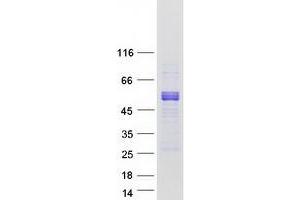 Validation with Western Blot (DMRT1 Protein (Myc-DYKDDDDK Tag))