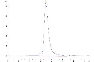 The purity of Biotinylated Human LILRA1 is greater than 95 % as determined by SEC-HPLC. (LILRA1 Protein (AA 17-461) (His-Avi Tag,Biotin))